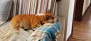 KOJIMA日本宠物牙膏狗狗猫咪牙刷猫咪刷牙洁牙宠物牙齿清洁用品奶香味 【推荐】犬用刷牙套餐 实拍图