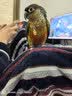 复因 FOY祛痘控油平衡精华乳 控油祛痘闭口粉刺精华乳保湿水 80g 实拍图