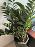 叹为观止大型植物发财树各种大颗盆栽开业乔迁客厅办公室内好养大型花卉 金钱树【80厘米-1米】 含盆 实拍图