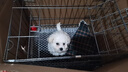腆宠狗笼猫笼 狗笼子中小型犬带厕所幼犬狗窝猫笼子大号家用围栏兔笼 实拍图