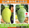 庾丰 海南芒果 新鲜水果生鲜整箱当季大青皮金煌芒 热带孕妇玉芒果 10斤装(净果9斤)单果200g+ 实拍图