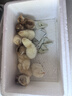 威振 孵化器全自动家用型芦丁鸡孵化机鸭鹅鸽孵化箱智能小型孵蛋器 15枚全自动单电【送加水瓶】 实拍图