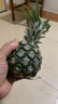 广东徐闻香水菠萝新鲜水果生鲜热带孕妇水果整箱包邮 1个装 单果1.3-1.5斤 实拍图