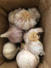 紫白皮蒜水果大蒜超市即食生鲜蔬菜大蒜 【优选】净重0.8斤 单果3.5-5cm 实拍图