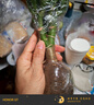 迩英阁大叶玉树老桩盆栽多肉植物燕子掌室内防辐射四季好养绿植净 玉树6年苗一棵（精品力推） 原土（不含盆）15-25CM不等 实拍图