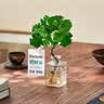 临雅水培圆叶福禄桐钱多多盆栽植物客厅桌面水养绿植四方瓶源头直发 实拍图