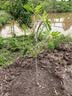 尔澜2cm当年结果波姬红无花果树苗无花果苗露天种植水果苗木源头直发 实拍图