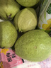 京觅福建红心芭乐 番石榴 应季 低糖孕妇水果 单果150g 净重3斤装 实拍图