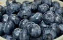 怡颗莓Driscoll's 云南蓝莓Jumbo大果18mm+ 2盒约125g/盒 新鲜水果 实拍图
