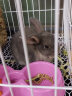 朗缤 兔子活体宠物兔活体新西兰肉兔公主兔小白荷兰侏儒活物兔子宠物 小灰公主兔1只 实拍图