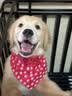 憨憨宠狗笼子大中小型犬专用狗笼加粗加固方管边牧金毛家用室内宠物笼子 【3.0管】双喂食门-110款【90斤内适用】 实拍图