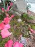 多肉组合盆栽阳台盆栽喜阳植物新手福利按图发货品种花卉好养 B款6种加盆土 实拍图