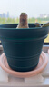 爱丽思（IRIS）特大号圆形花盆种树庭院超大加厚大盆景树木无花果蓝莓果树种植盆 6号米色 约2L (口径17.9cm) 实拍图