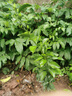 尔澜60-70cm砂糖橘树苗橘子苗沙糖桔树苗果树苗露天阳台种植源头直发 实拍图