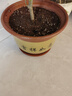 紫砂陶瓷花盆特大号花盆粗砂陶土大码陶瓷盆批发落地盆景花卉绿植 口径28cm 1个盆+托盘 实拍图