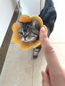 欢宠网伊丽莎白圈猫狗宠物猫咪狗狗绝育项圈软头套脖套防舔防咬脖圈耻辱 实拍图