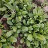 北蔬荠菜种子苗农家大叶四季播种野菜菜种籽 农家荠菜种子10g约5万粒 实拍图