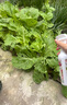 ZYUO花卉杀虫剂喷雾植物小飞虫黑家用盆栽植物除虫药灭蚜虫通 1瓶装【全网热销】操作简便 一喷搞定 植物土壤绿蔬菜蚜虫小黑飞月季花草红蜘蛛蚧壳虫 晒单实拍图