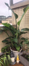 爱丽思（IRIS）Deepot花盆加厚树脂控根圆口绿萝绣球月季多肉发财树塑料加仑花盆 9号蓝色(口径约30cm)约12L 实拍图