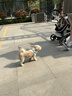 筱凡黄铜麒麟摆件一对财富黄铜麒麟镇宅招财摆件客厅卧室风水摆件 大号财富麒麟一对：高约17cm 黄铜铸造 实拍图