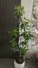 叹为观止大型植物发财树各种大颗盆栽开业乔迁客厅办公室内好养大型花卉 造型鸭脚木【1.5-1.7米】 含盆 实拍图