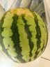 京鲜生 无籽麒麟瓜西瓜 1粒装 单果5-7斤 生鲜水果源头直发包邮 实拍图