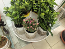 绿有意绿植盆栽多肉花卉盆栽植物室内桌面水培绿植办公室客厅植物懒人 开花3盆】金枝+栀子花+满天星 实拍图