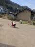 ELLE藏青色松弛感休闲裤子女2026夏季新款小个子宽松通勤弯刀裤 藏青 L 实拍图