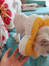 华元宠具（hoopet）猫咪伊丽莎白圈项圈宠物狗狗圈耻辱圈颈圈脖圈头套犬防舔头罩头套 实拍图