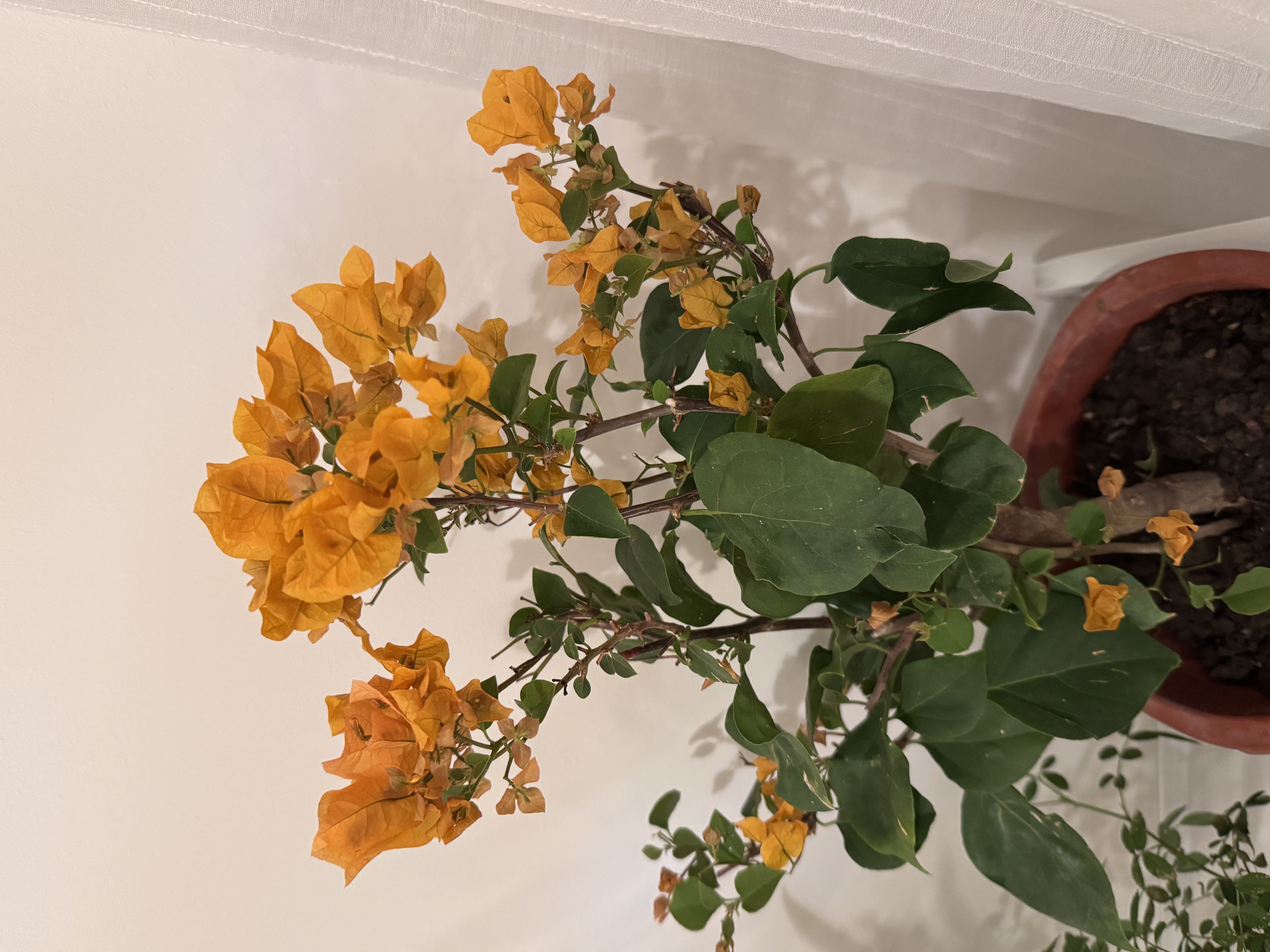 临雅三角梅盆栽四季爬藤植物室内阳台种植树苗耐寒老桩加州黄源头直发 实拍图