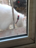 茨格曼 防丢铃铛 猫狗通用 可调节 棉质 防走失 宠物外出 项圈挂饰 实拍图