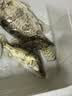 达亿瓦（DAIWA）25新款 一击迷你鱼护 台钓方形防挂鱼护休闲野钓网兜钓鱼鱼笼用具 26cm 2m 方形鱼护 实拍图