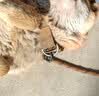 VOXCAE狗项圈大型犬狗脖圈中型犬训练户外猛犬宠物项圈金毛萨摩帆布狗圈 棕色项圈 M码-建议体重30-45斤 实拍图
