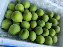 志褚 新鲜青梅鲜果 高山福建诏安青梅果鲜酸脆梅子泡酒青梅酵素 青梅【大果5斤】 实拍图