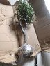花翁海棠花盆栽树苗重瓣长寿冠盆景老桩庭院阳台绿植室内花卉源头直发 实拍图