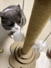 HELLOJOY猫抓柱剑麻猫抓板猫玩具耐抓耐磨不掉屑猫爬架立式自嗨解闷用品 实拍图