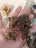 美人蕉种球四季易养室外庭院地栽植物花卉盆栽花苗多年生带芽根茎 美人蕉10棵(混色)(种球) 实拍图