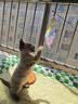 甜浪海逗猫棒猫咪玩具可旋转长杆羽毛钓幼猫玩具鱼竿铃铛耐咬逗猫神器 实拍图