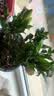 意轩 【带花苞】阳台室内盆栽花卉栀子花树苗大叶绿植四季开花枝子花 2年苗【带花苞】 不含盆 实拍图