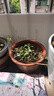 营养土养花种菜土壤有机兰花多肉植物盆栽种植椰砖土通用型 有机营养土20斤【园艺师专研配方 实拍图
