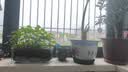 光明全脂纯牛奶粉袋装生牛乳早餐中老年全家营养高钙高蛋白0蔗糖 400克*2袋【全脂奶粉大包装】 实拍图