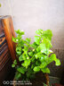 绿之妙圆叶正宗虎头茉莉花盆栽室内浓香花卉重瓣老桩带花苞四季开花植物 实拍图