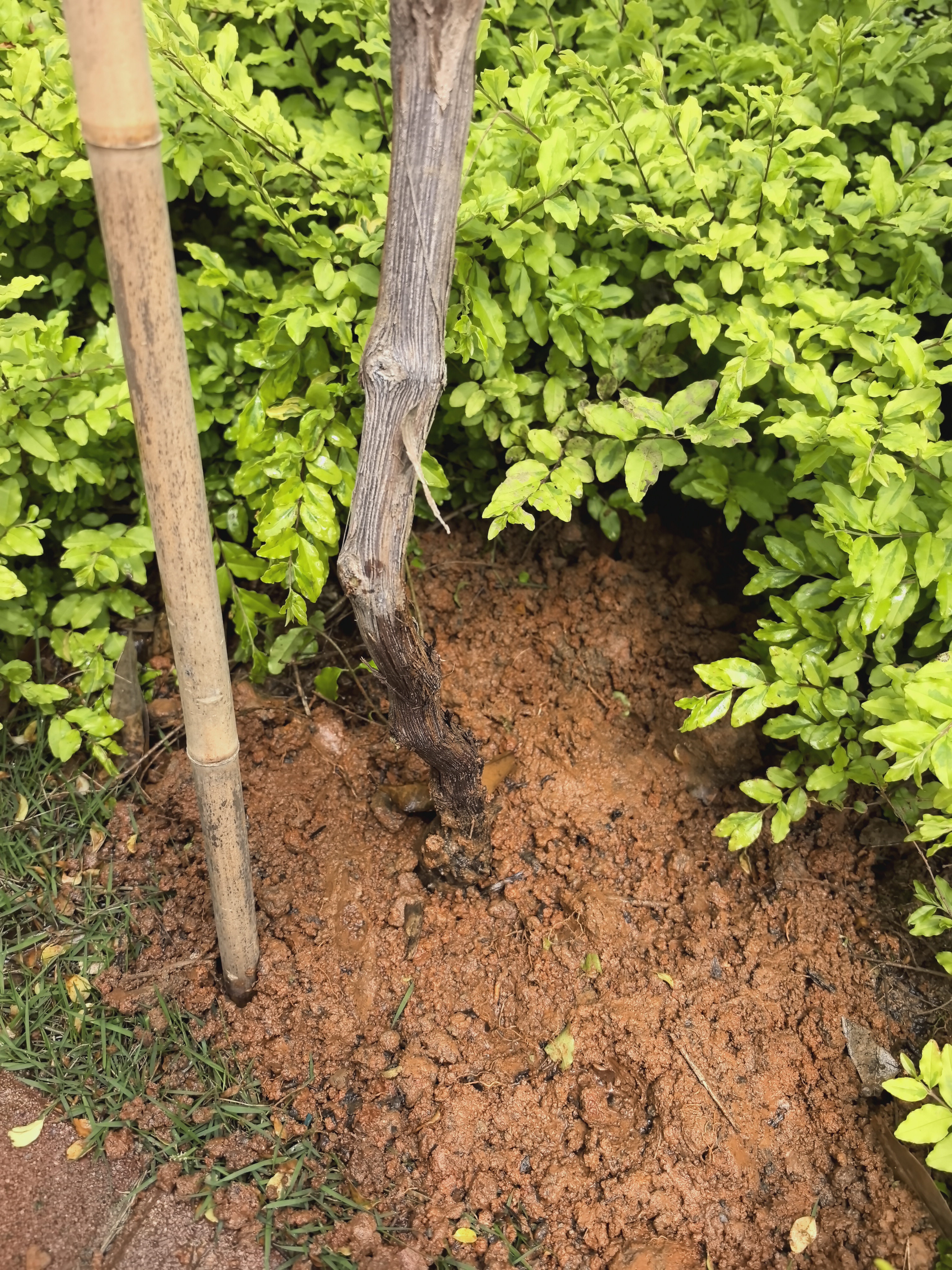 尔澜当年结果自然无核葡萄树苗耐寒热露天庭院阳台种植葡萄苗源头直发 实拍图