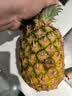 佳农 黑钻菠萝1粒装 菲律宾凤梨 净重2斤起 生鲜水果 源头直发 包邮 实拍图