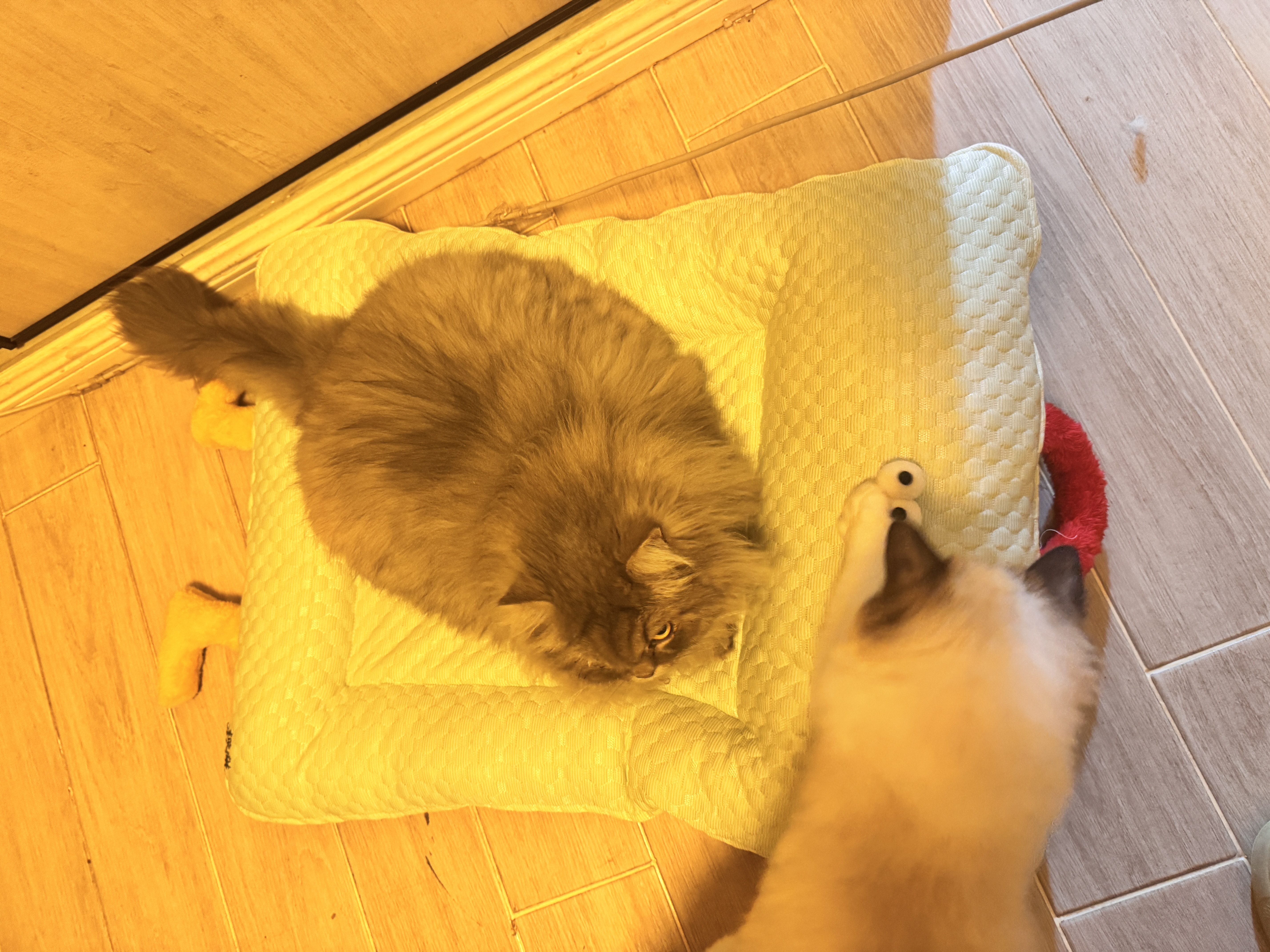 乐优派夏季猫窝四季通用狗窝空调窝宠物窝凉感猫咪垫子可拆洗冰豆豆窝-L 实拍图