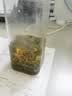 羽信茉莉花茶茶叶四川茗茶雅安蒙顶山飘雪礼盒独立小包小袋自己喝 【初见】盒装小袋锁鲜200g(50袋） 实拍图