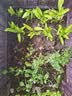 原起点阳台楼顶种菜箱长方形蔬菜种植箱神器种菜盆菜箱塑料花箱户外 【金属轮】加深3联箱150*40*40cm 实拍图