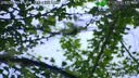 高斯贝尔监控摄像头家用室外监控器360度无死角带夜视高清4K光学变焦农村户外太阳能手机远程鱼塘果园工地 [终身流量]300倍+双镜头+三合一+送循环录像卡 实拍图
