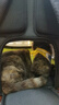 乐优派猫包外出便携太空舱猫背包双肩包宠物包大号透气猫咪用品新风款 实拍图