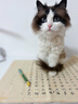 ERGOBABY宠物狗狗猫咪剃脚毛器剃毛修剪器小狗猫爪脚毛掌指缝逗猫神器 实拍图